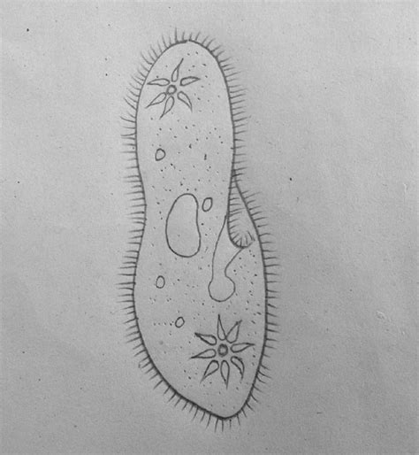 DRAW IT NEAT : How to draw Paramecium