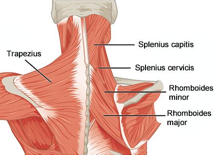 Neck and Shoulder Pain Syndrome | Leading Brooklyn Medication Treatment