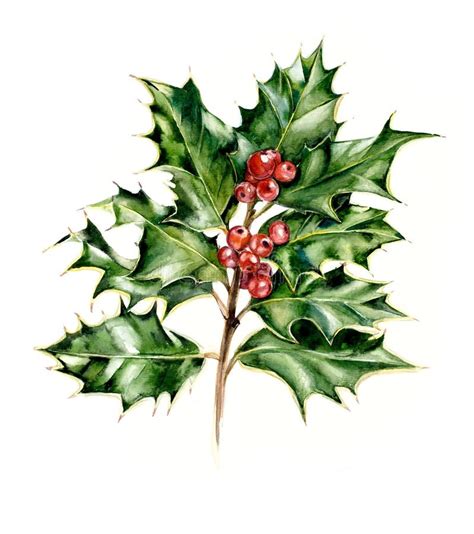 Holly Branch with Red Berries. Watercolor Hand Drawing Illustration Stock Image - Image of ...