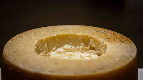 Casu Marzu... maggot-infested cheese from Sardinia