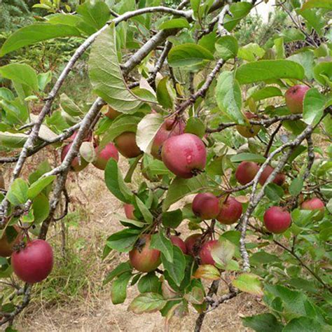 Red delicious apple – Green Tiger Garden