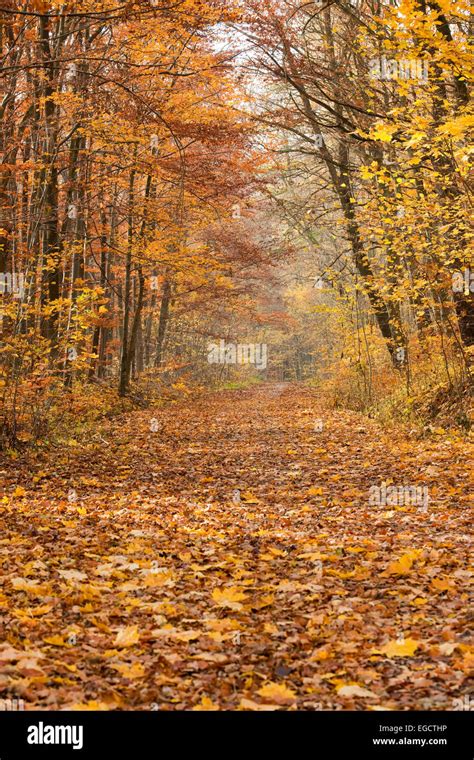 Forest path in autumn, Thuringia, Germany Stock Photo - Alamy