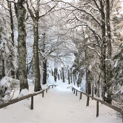 The Black Forest all peaceful and covered in snow #spottedbyourforester #forest #tree #nature # ...