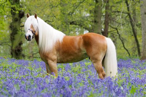 Haflinger Horse Breed Guide: Characteristics, Health & Nutrition | Mad Barn