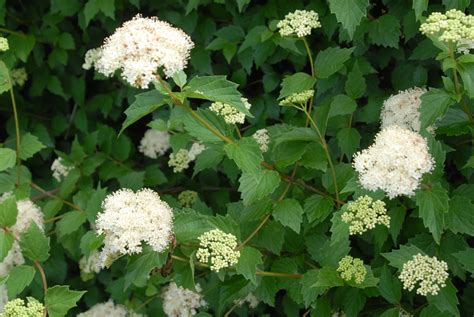 Viburnum dentatum (Arrow-wood Viburnum, Arrowwood Viburnum, Southern Arrowwood) | North Carolina ...