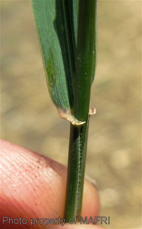 Province of Manitoba | agriculture - Quackgrass