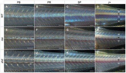 Iridophore development in the posterior trunk. (A-D) Wild type.... | Download Scientific Diagram