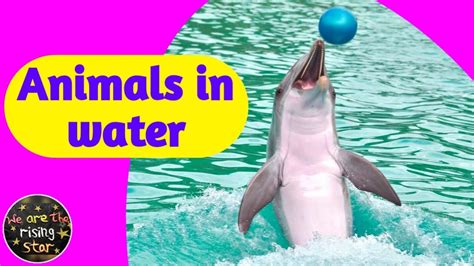 Animals in water | Water Animals with live examples | WATRstar - YouTube