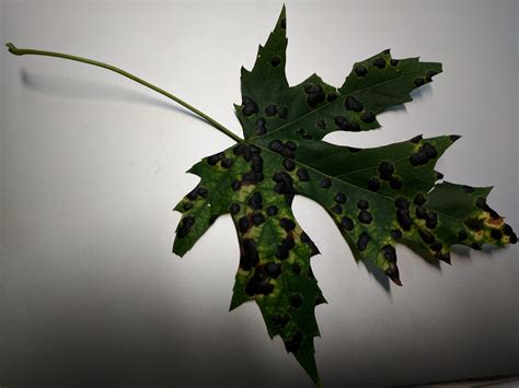 Black spots on Maple leaf. What is it and how do I get rid of it? Live ...