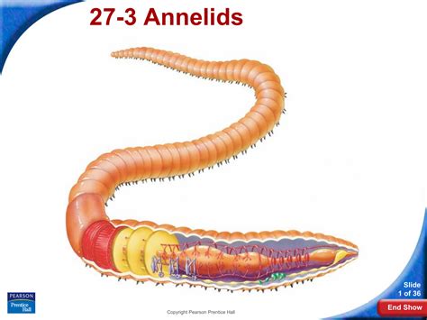 Annelida Diagram