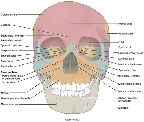 7.2 The Skull - Anatomy and Physiology 2e | OpenStax