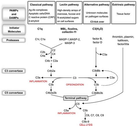 The complement system: an overview. Classical pathway (CP): C1q, the CP... | Download Scientific ...