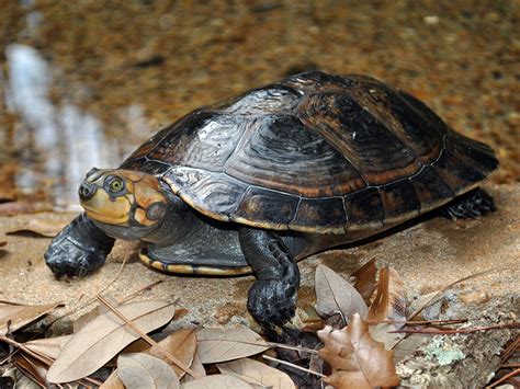 Yellow-spotted Amazon River Turtle | Alexandria Zoo