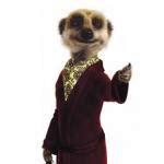 Meerkat Meme Generator - Imgflip