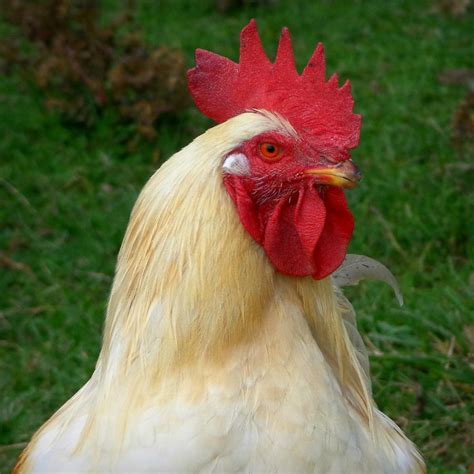 Rooster Cogburn Photograph by Joseph Skompski | Fine Art America