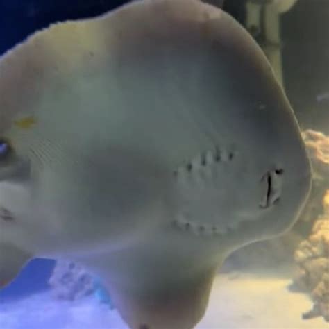 Charlotte the Stingray is still pregnant … without a male