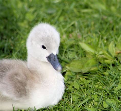 Baby Swan Stock Photos - Image: 25003443