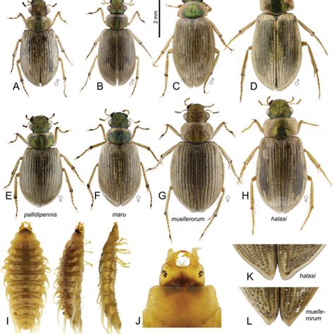 Diagnostic characters of the New Zealand Berosus species. | Download ...