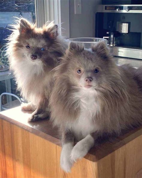 8 Rare and Unique Pomeranian Colors - W3schools