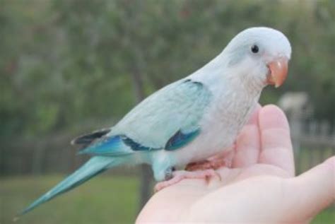 Blue Quaker Parrots: Quaker Parrot Color Variations