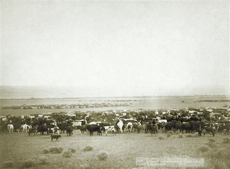 Cattle Round-up Photograph by Library Of Congress/science Photo Library - Fine Art America