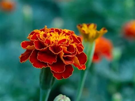 French Marigolds | Family Food Garden