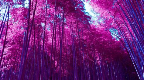 Pink Forest Wallpapers - Top Free Pink Forest Backgrounds - WallpaperAccess