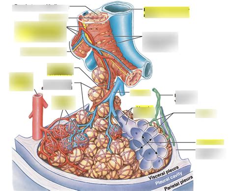 Pulmonary Lobule Model