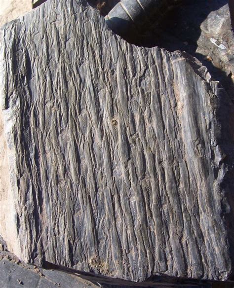 Lepidodendron aculeatum - old bark - Members Gallery - The Fossil Forum