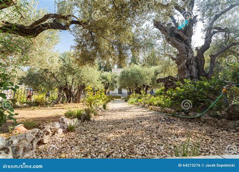 Garden of Gethsemane, Mount of Olives, Jerusalem Stock Photo - Image of ...