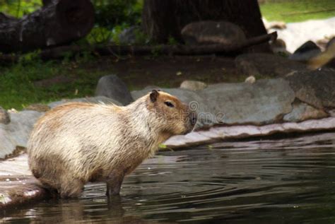 Capybara goes swimming stock photo. Image of large, color - 102868014