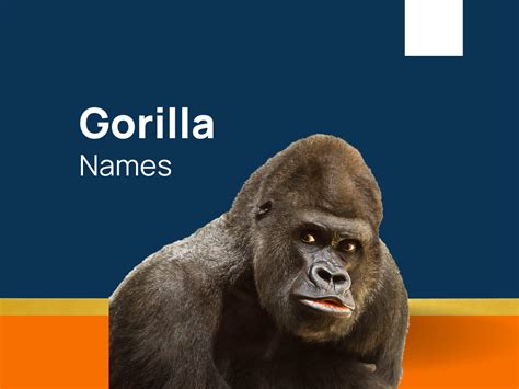 1230+ Gorilla Names for These Gentle Giants! (+Generator)