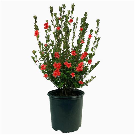 2.25 Gal. Stewartstonian Azalea Shrub with Orange-Red Flowers and Green ...