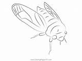 Cicada Coloring Pages sketch template