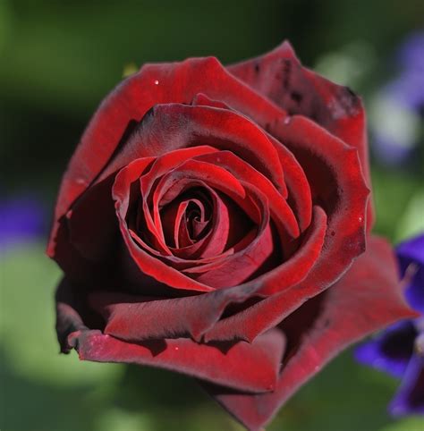 Top 6 red roses for the garden - The English Garden