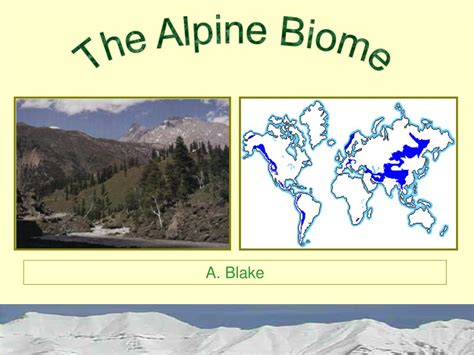 PPT - Alpine Biome PowerPoint Presentation, free download - ID:1208910