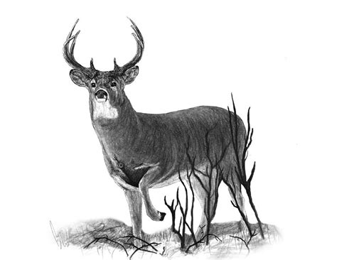 The Buck Drawing by Bobby Shaw