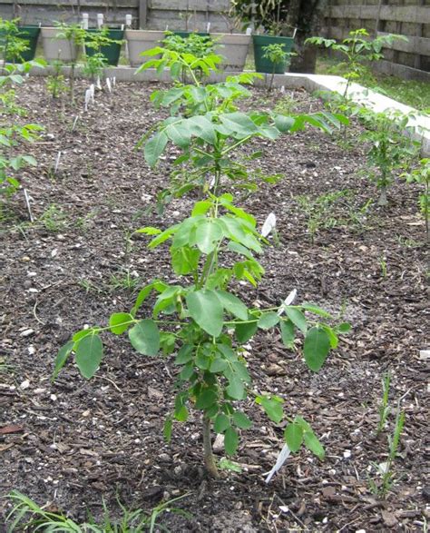 How To Grow A Dwarf Moringa Tree | Moringa tree, Florida gardening, Potted trees