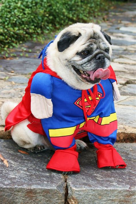 Top 15 pug halloween costumes - What the pug? | Pugs in costume, Pug halloween costumes, Pet ...