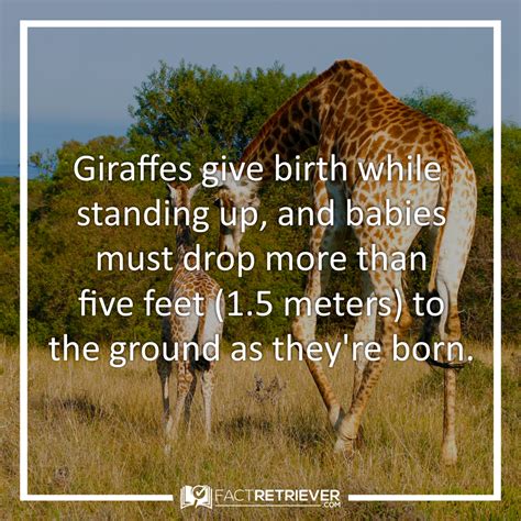 38 Soaring Giraffe Facts | Incredible Giraffe Facts | Giraffe facts ...