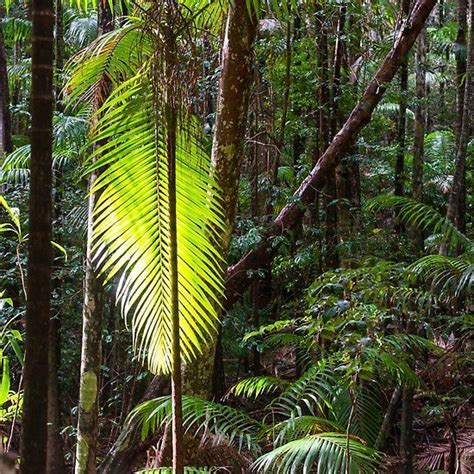 Tree Ferns (Cyatheales), temperate rainforest | Temperate rainforest, Tree fern, Rainforest