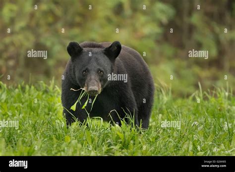 Louisiana black bear hi-res stock photography and images - Alamy
