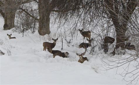 Wildlife Education - Wood River Valley Wildlife Smart Communities