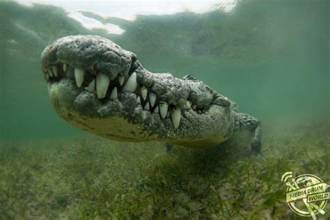 Underwater Photographer's Close up With Crocodiles | Media Drum World