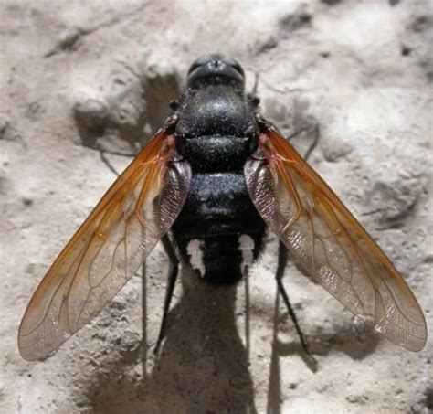 [Bombyliidae] Identification de Bombyliidae - Le Monde des insectes