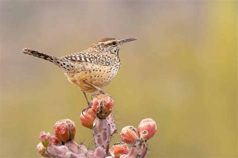 Cactus Wren ⋆ Tucson Audubon