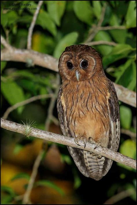 Jamaican Owl (Pseudoscops grammicus) | Focusing on Wildlife