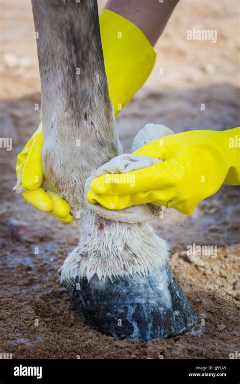 Arabian Horse suffering from mud fever, treatment Stock Photo - Alamy