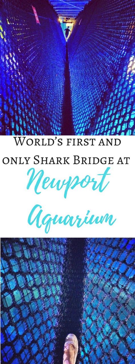 The World’s First Shark Bridge at Newport Aquarium | Newport aquarium, North america travel ...