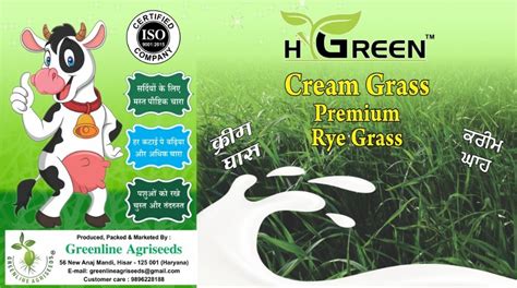 Rye Grass – HyGreen Seeds